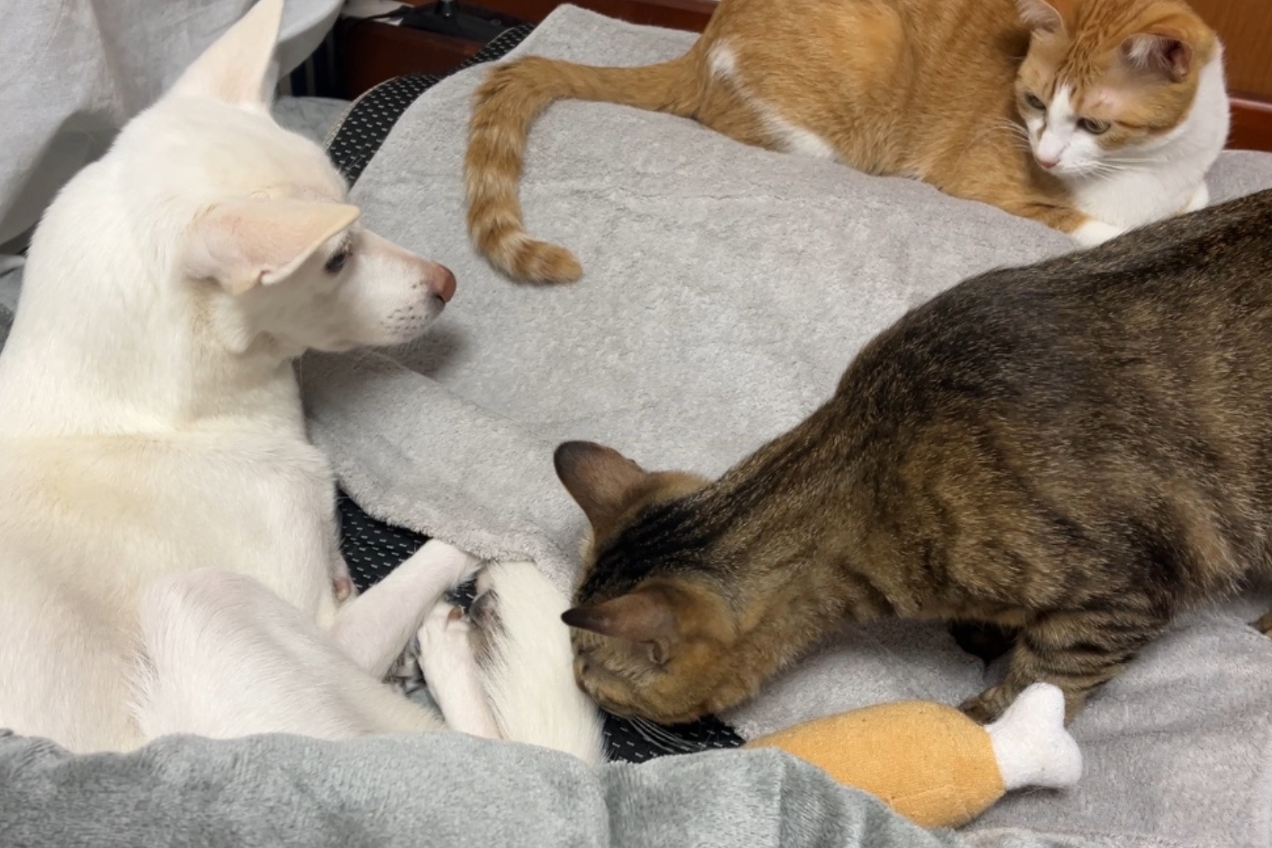 保護犬1匹と保護猫2匹が同じ場所で過ごしている様子