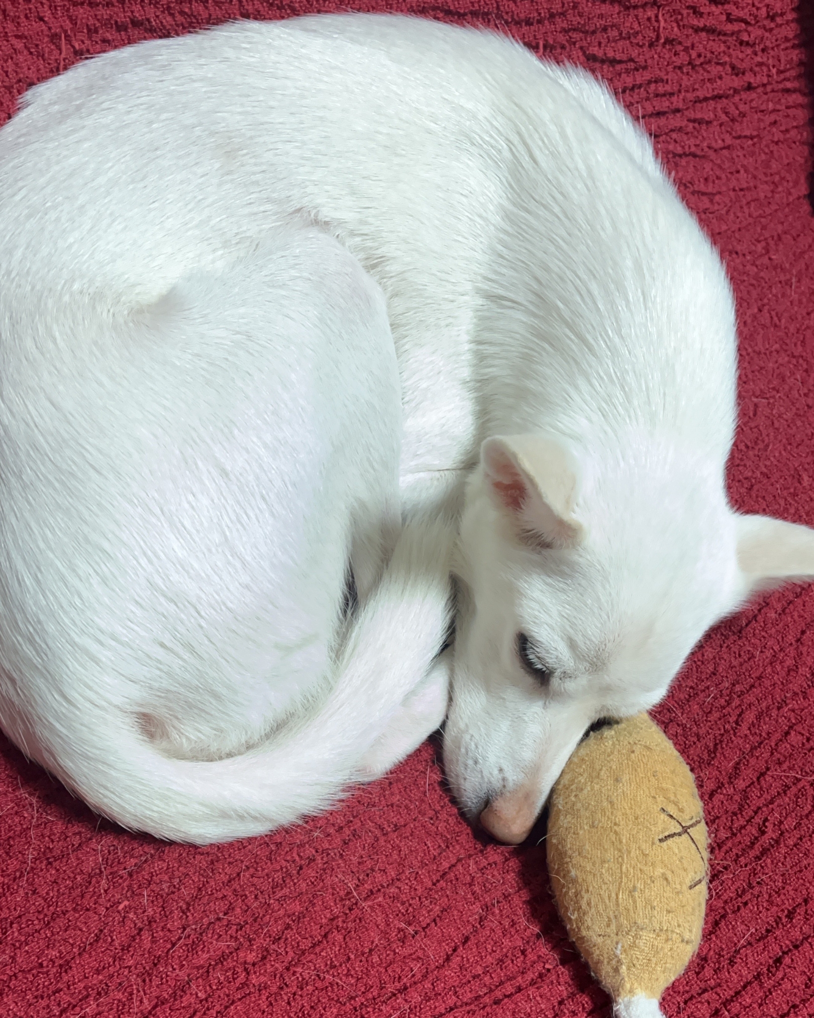 保護犬がソファで丸くなって眠っている様子