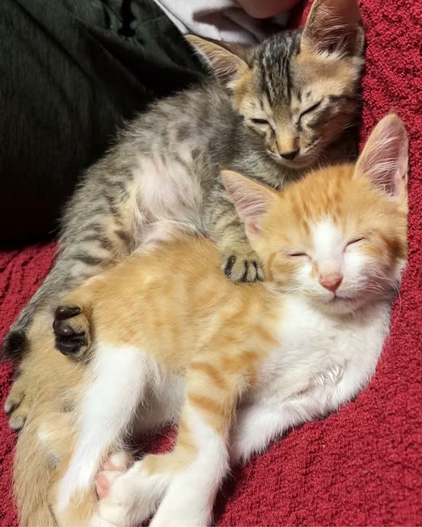 寄り添って眠る保護猫2匹の仔猫時代