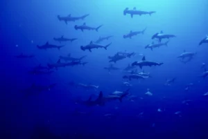 与那国島の海中を泳ぐハンマーヘッドシャークの群れ